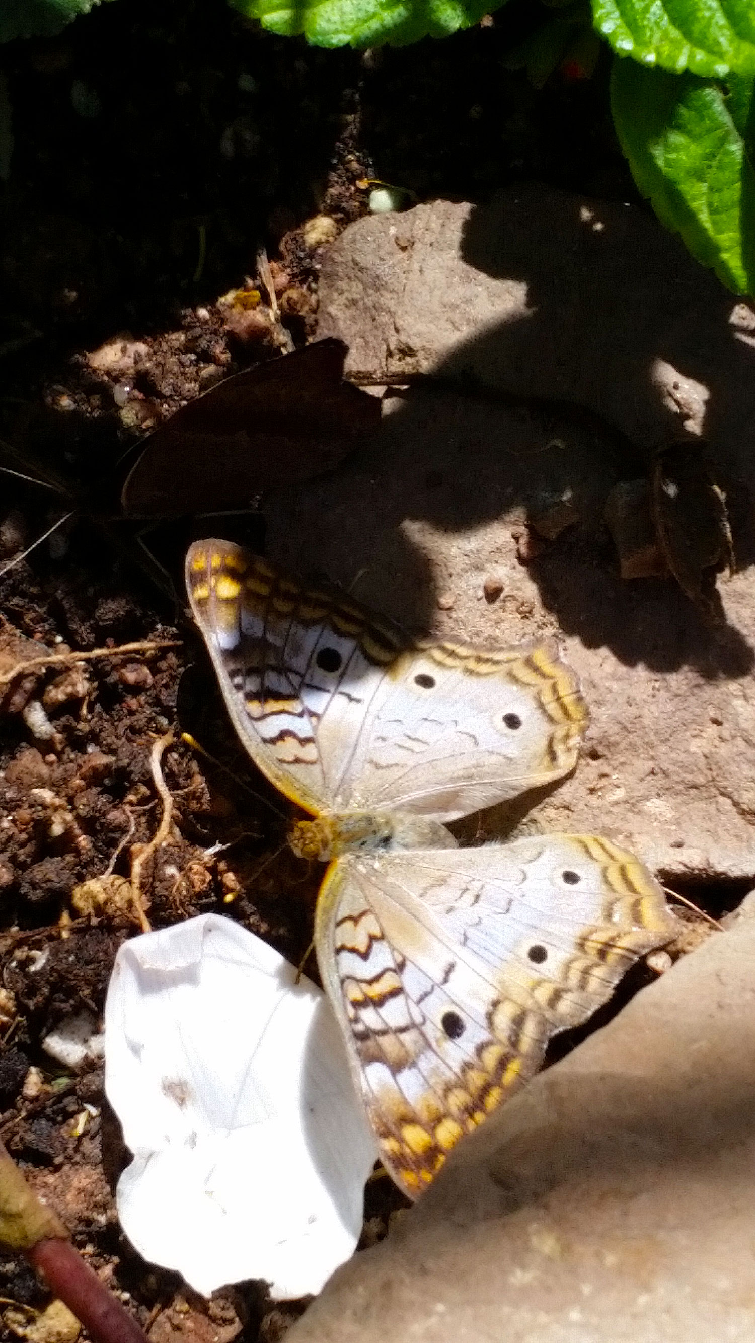 Butterflies of the Desert Botanical Garden, Phoenix, Arizona