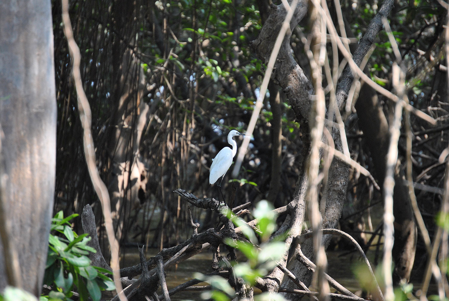 Dr. Salim Ali Bird Sanctuary, Goa