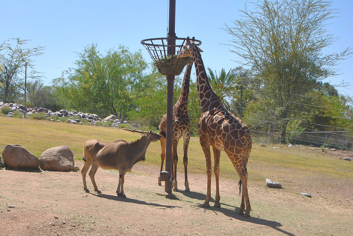 Giraffes, cows, Phoenix zoo, Arizona
