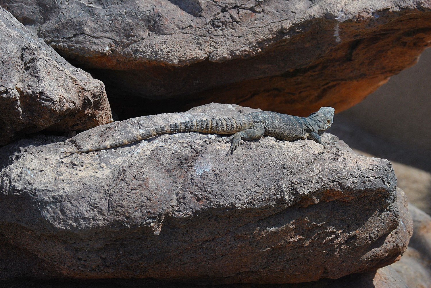 reptile, Phoenix zoo, Arizona
