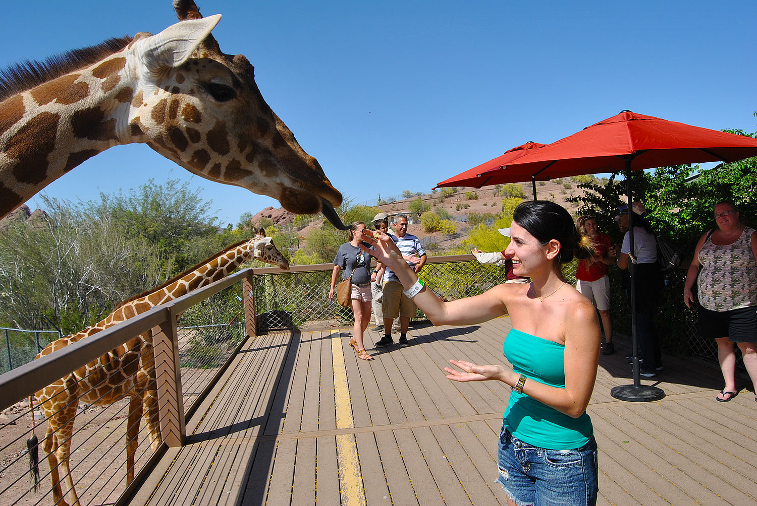 Feed a giraffe