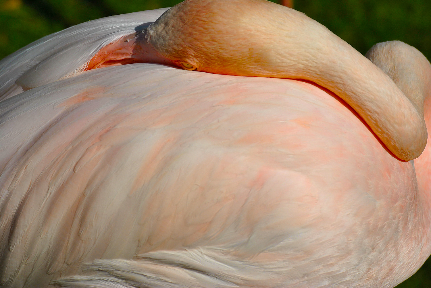flamingo, swan, birds Phoenix zoo, Arizona
