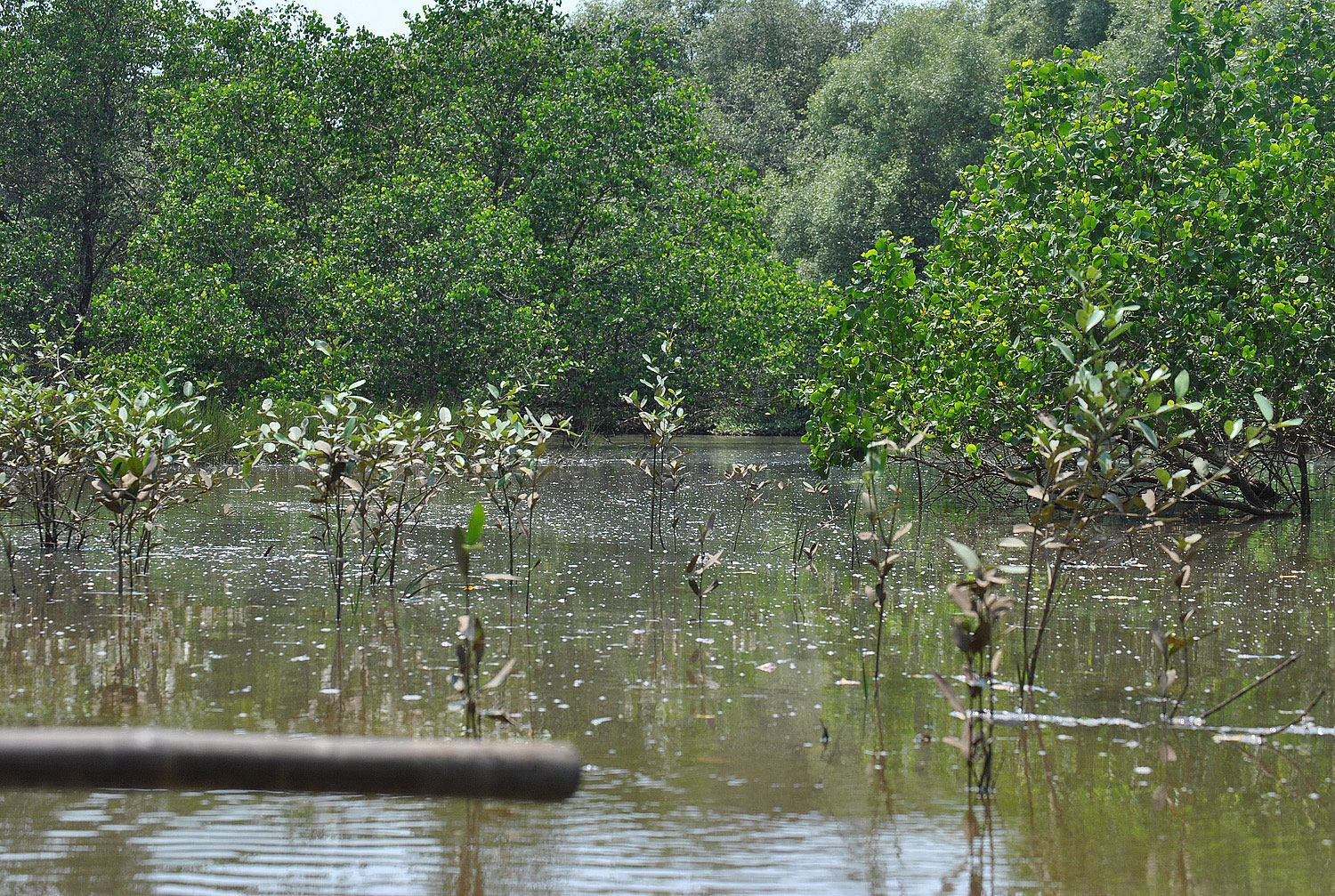 Canoeing in Dr. Salim Ali Bird Sanctuary, Goa