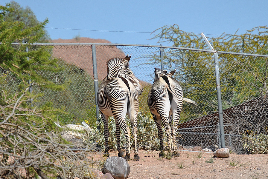 Wild donkeys, Zebra, Phoenix zoo, Arizona