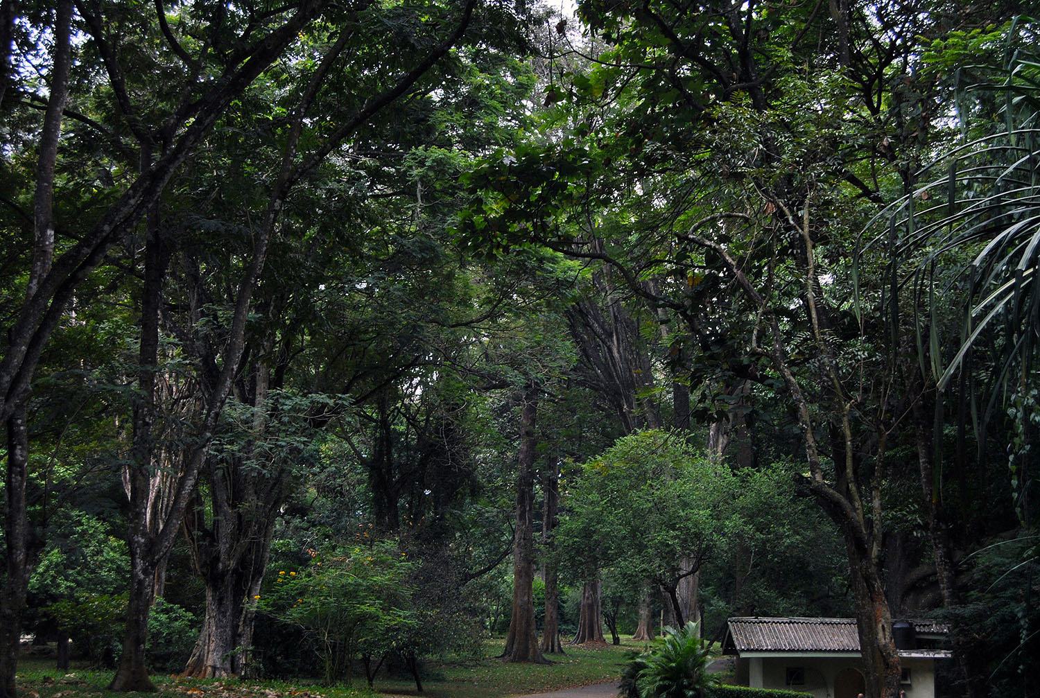 Royal Botanical Garden, Kandy, Sri Lanka