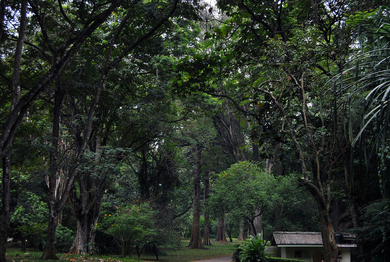 Kandy, Sri Lanka, The Royal Botanical Gardens