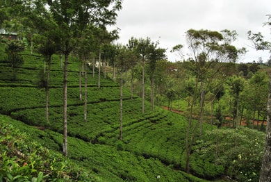 Nuwara Eliya Tea Factory, Sri Lanka