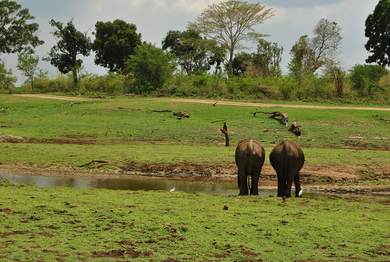 Udawalawe Safari Trip
