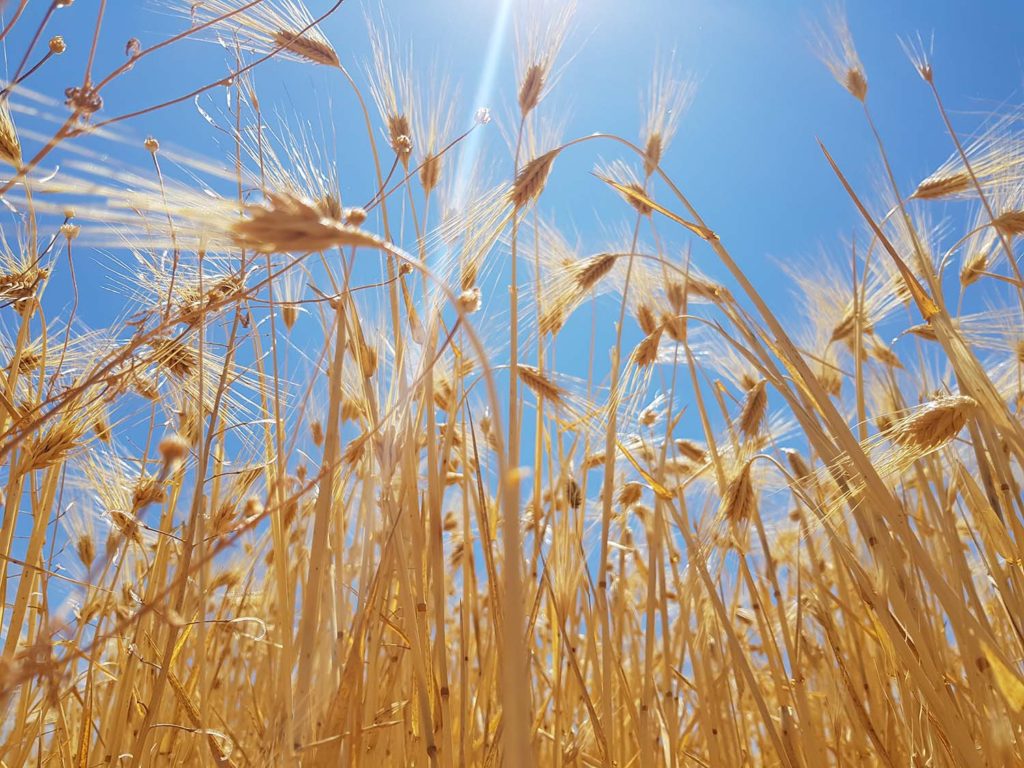 Wheat fields in the Bekaa region